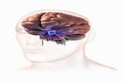 Pituitary tumor registry: a multidisciplinary program protocol
