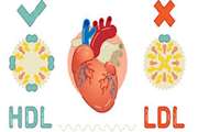 Assessment of changes of lipid profile (LDL_Cholesterol, ,HDL_Cholesterol,Total Cholesterol,Triglyceride) in pediatric thalassemic patients before and after hematopoetic stem cell tranplantation (in a 3 months period)