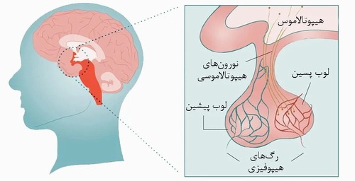   Short-term Assessment of HSCT Effects on the Hypothalamus-Pituitary Axis in Pediatric Thalassemic Patients.