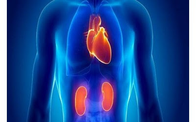 Association of cardiovascular risk factors with diabetic kidney disease severity in the Iranian population