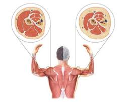 The effects of whole-body vibration on muscle parameters, biomechanical and metabolic factors in diabetic sarcopenia patients: Study protocol of a randomized controlled clinical trial